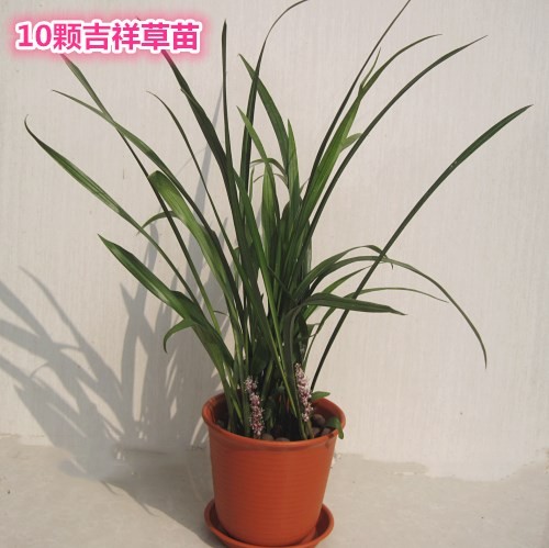 盆栽花卉绿叶植物吉祥草小叶万年青吉祥如意乔迁庭院耐寒耐旱耐晒