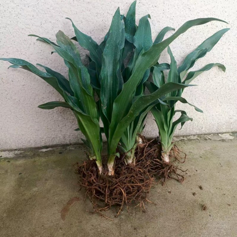 红果万年青 中华万年青结婚订婚 乔迁搬家上梁盖房绿化盆栽苗,鲜花速递/花卉仿真/绿植园艺,绿植,淘宝优惠券,粉丝福利购,淘宝优惠卷