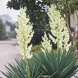盆栽花卉剑麻丝兰灯笼花软绿篱篱笆墙防护绿植四季常青耐寒绿化