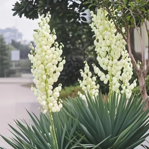 花卉丝兰篱笆墙防护绿植耐寒盆栽