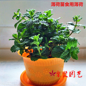香草能吃的茶草迷失香柠檬薄荷特殊芳香驱蚊提神植物阳台观叶庭院