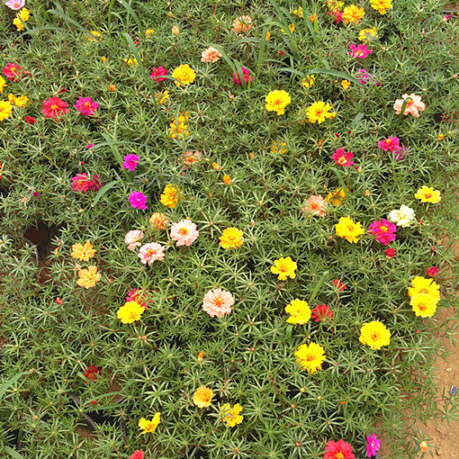 盆栽花卉多年生 太阳花 松叶牡丹 多肉植物 落地生根 易养花卉