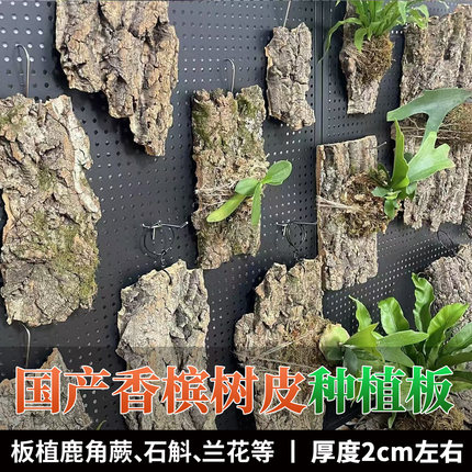 天然香槟树皮鹿角蕨定种植板植物墙植板定植板上板石斛兰花背板