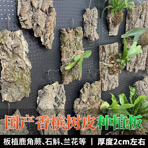 香槟树皮定值板种植板