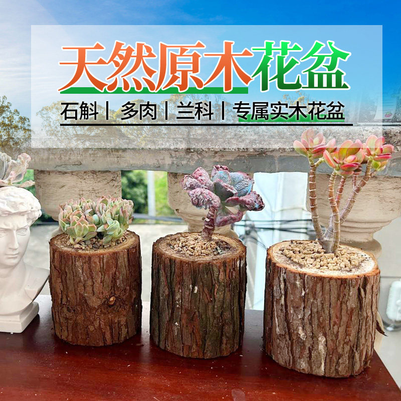 多肉植物杉木木质原木花盆