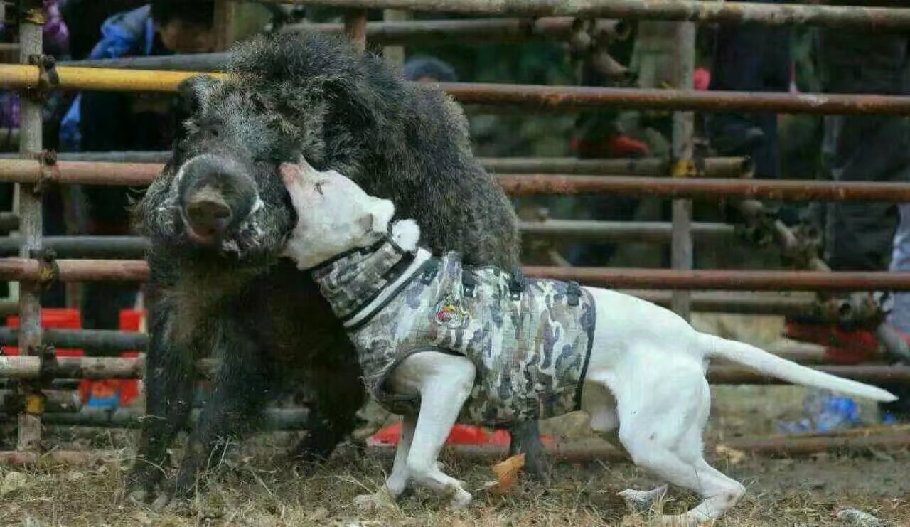 diy自制防野猪獠牙猎犬狗护甲狩猎杜高马甲防咬防刺防扎布料包邮