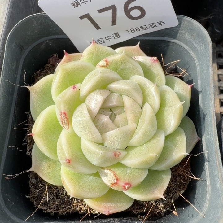 176，90,鲜花速递/花卉仿真/绿植园艺,多肉植物,淘宝优惠券,粉丝福利购,淘宝优惠卷