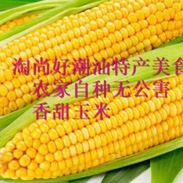 香甜玉米一斤潮汕特产广东美食玉米农家自种无公害鲜甜玉米