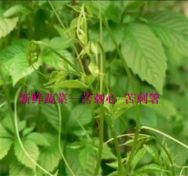 包邮苦刺心潮汕特产苦刺叶广东美食蔬菜 苦刺箸 应季应时蔬菜0