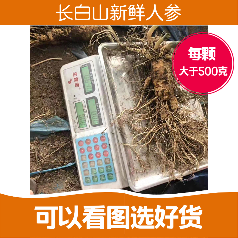 长白山东北新鲜人参15年单支1斤非林下参野山参特大鲜人鲜参包邮
