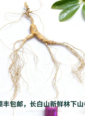 东北新鲜林下参野山参整枝长白山人参鲜参老人参泡酒煲汤人叁籽参