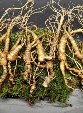 新鲜山参林下参残枝残参长白山野山参鲜人参20年半斤人参老山参