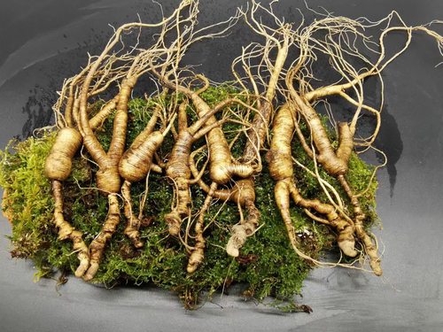 新鲜林下残枝半斤山参原产地新鲜