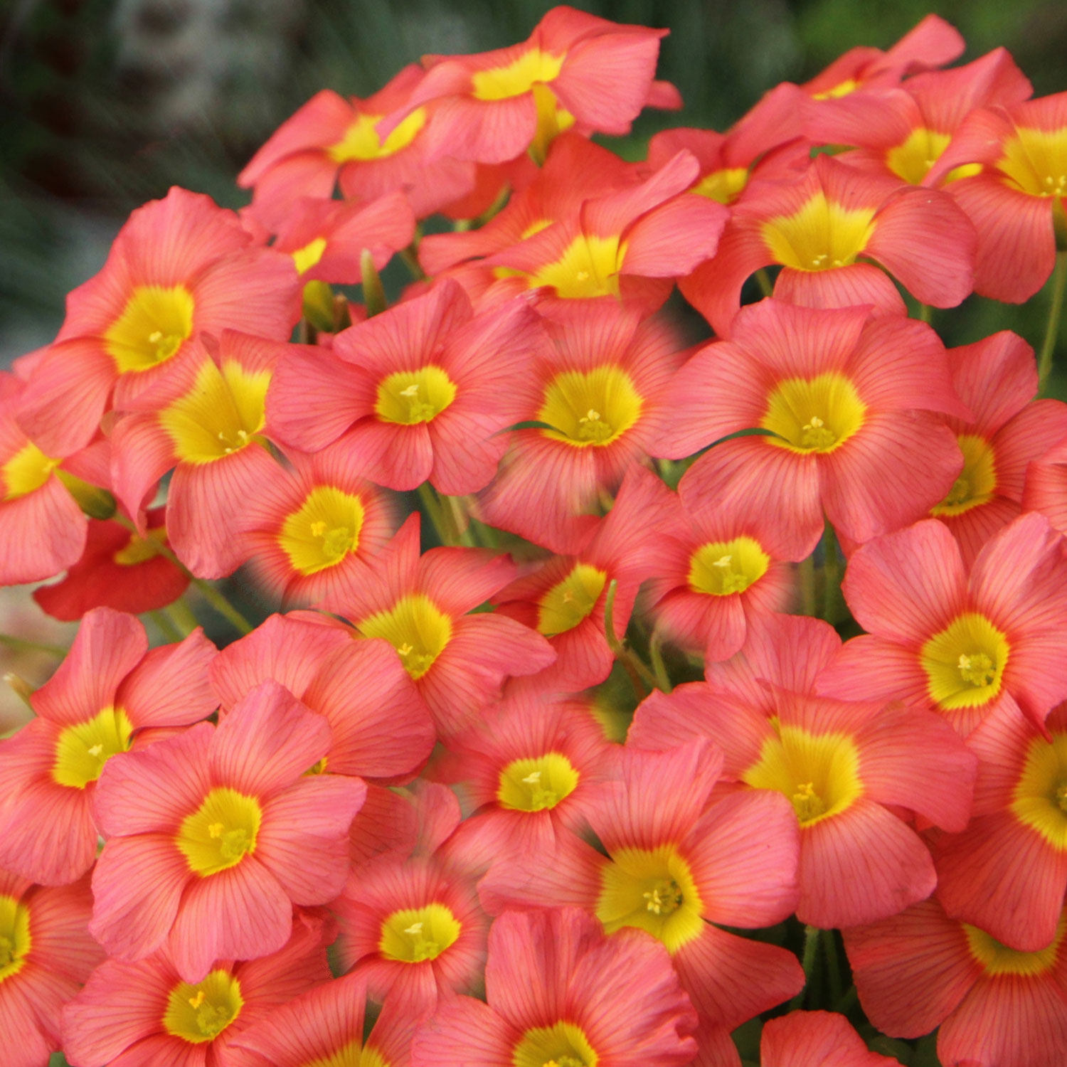 b4  谷神星红鲑鱼 ob ceres salmon晚花秋植酢浆草多年生种球好养