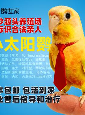 手养小太阳鹦鹉断奶亲人绿颊黄边凤梨香吉士赤红腹半毛雏鸟会说话