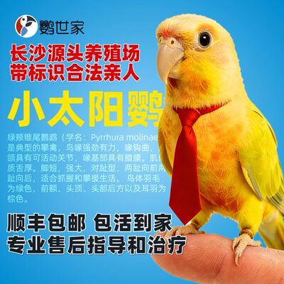 手养小太阳鹦鹉断奶亲人绿颊黄边凤梨香吉士赤红腹半毛雏鸟会说话