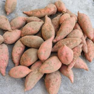 农家自种黄心红薯老品种地瓜番薯粉糯地瓜新鲜现挖黄壤红薯