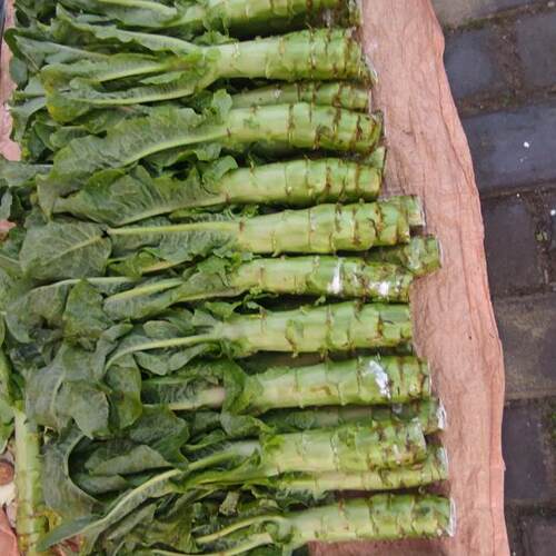 崇明岛莴笋农家自种莴笋莴苣生菜杆新鲜现摘青皮青肉江冬