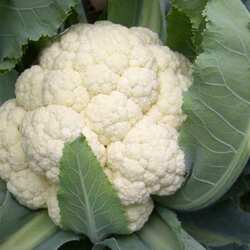 花本地露天紧实（老式）实心花菜西蓝花菜花