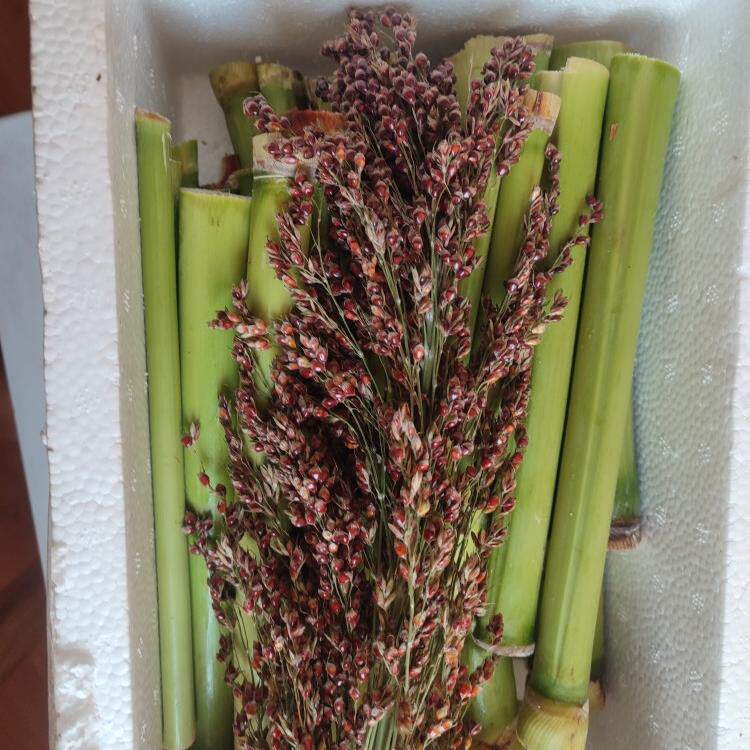 24早中晚甜芦粟高梁甜芦粟芦柑甘蔗芦粟芦杆芦稷