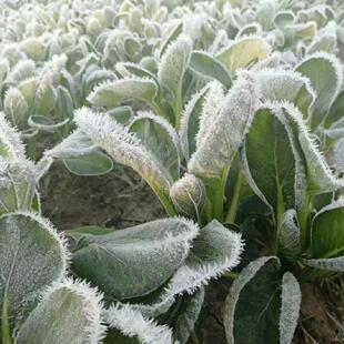 崇明岛霜冻大青菜苔结苏州青太湖菜上海青矮黑油菜勺菜馅黑青现货