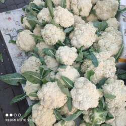 散菜花脆而不烂干锅菜花蔬菜露天新鲜现砍花菜 散花菜花椰菜菜花