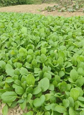 新鲜鸡毛菜现摘小松菜柔嫩清甜小油菜农家时令蔬菜小青菜