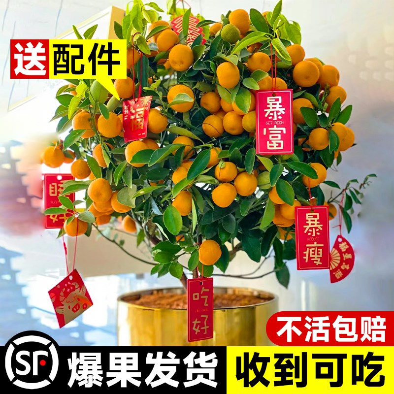 速发金桔树盆栽可食用带果脆皮四季橘子客厅室内外年宵花卉绿植物