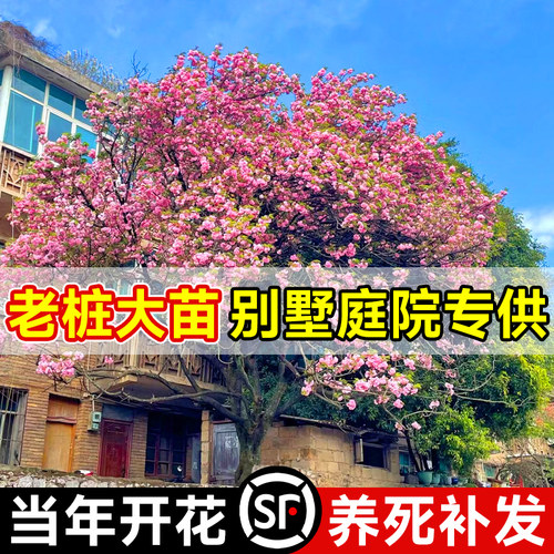 速发【物墅庭院】海棠花大树西桩垂丝老府海棠花卉植别名贵风景树