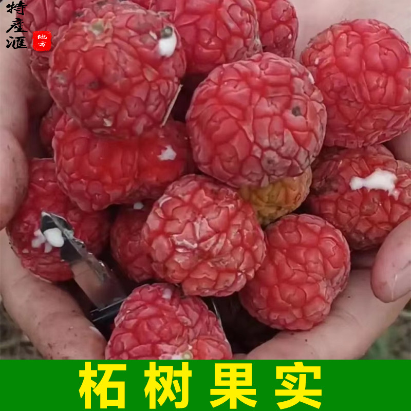新鲜柘树果实500g酵素红柘果 现摘野荔枝佳子 山荔枝野梅子中药材