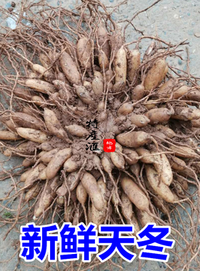 新鲜天冬 大当门根天门冬500g包邮 中药材武竹现挖大门冬草根泡酒