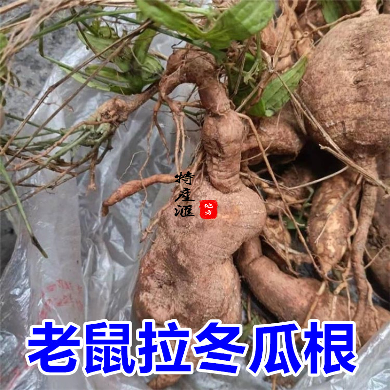 新鲜茅瓜根 老鼠拉冬瓜根500g包邮 马交儿根 毛瓜野黄瓜 中草药材