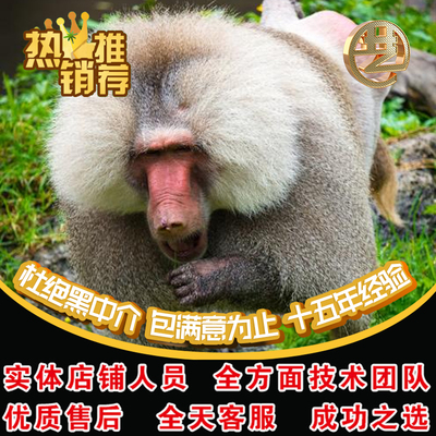 Unity3d四足动物角色怪物绑定表情跑动打斗游戏动画3Dmax制作代做