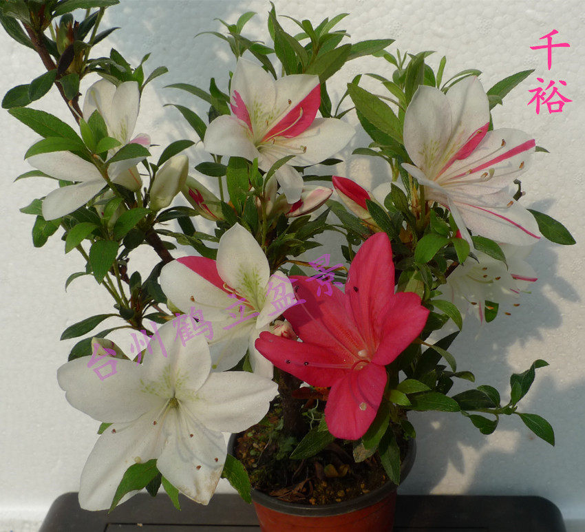 皋月杜鹃 日本杜鹃 夏鹃 东洋鹃 —萌华39,千裕44小苗