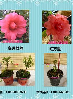 皋月杜鹃 日本杜鹃 夏鹃 东洋 重瓣 -- 红万重118小苗