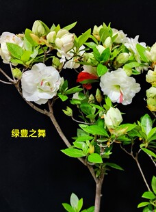 皋月杜鹃日本杜鹃 重瓣夏鹃东洋鹃 绿豊之舞122、天星之舞169小苗