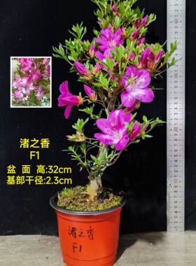 皋月杜鹃 东洋鹃 夏娟 绊 舞小町 渚之香 红姬 天花 F大苗
