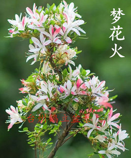 爱之月2 皋月杜鹃 东洋 夏鹃 梦花火127小苗 日本杜鹃