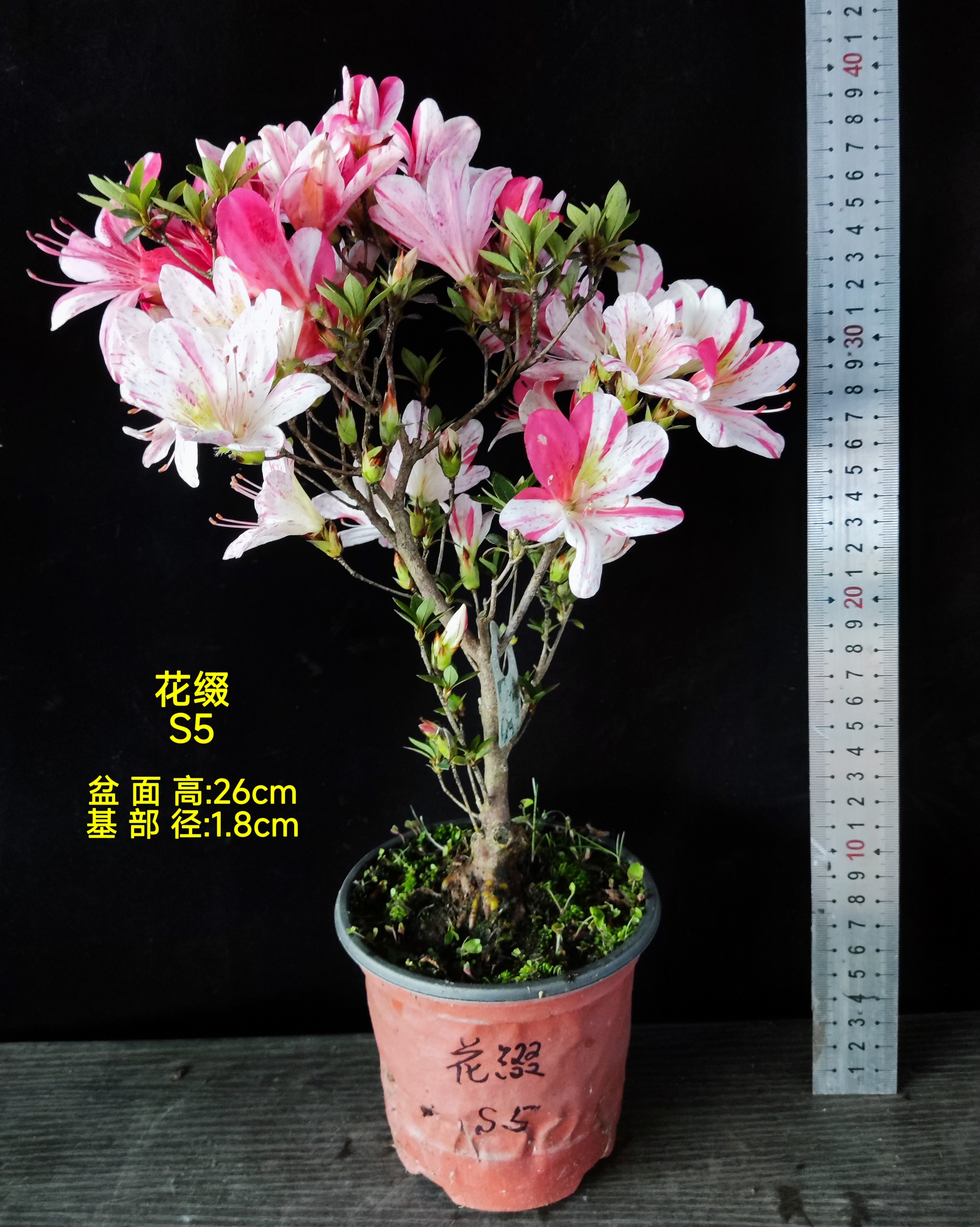 日本夏鹃 皋月杜鹃 花缀 小品素材