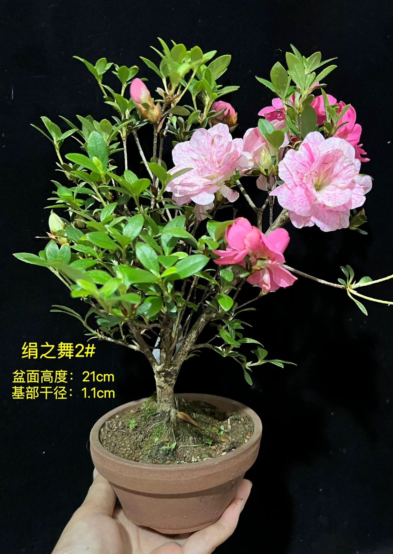 皋月杜鹃 东洋鹃 夏鹃 “绢之舞2号”