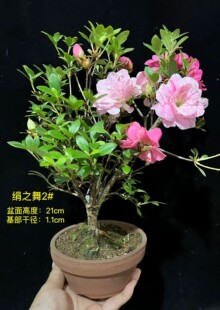 皋月杜鹃 东洋鹃 夏鹃  “绢之舞2号”30