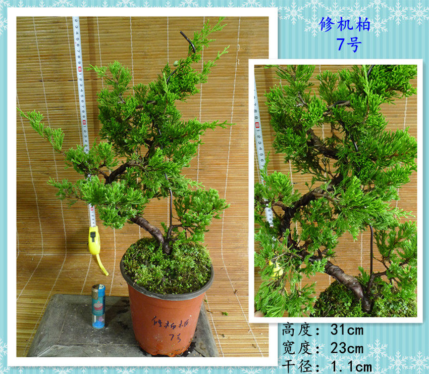新品种 真柏小苗 修机柏 盆景素材