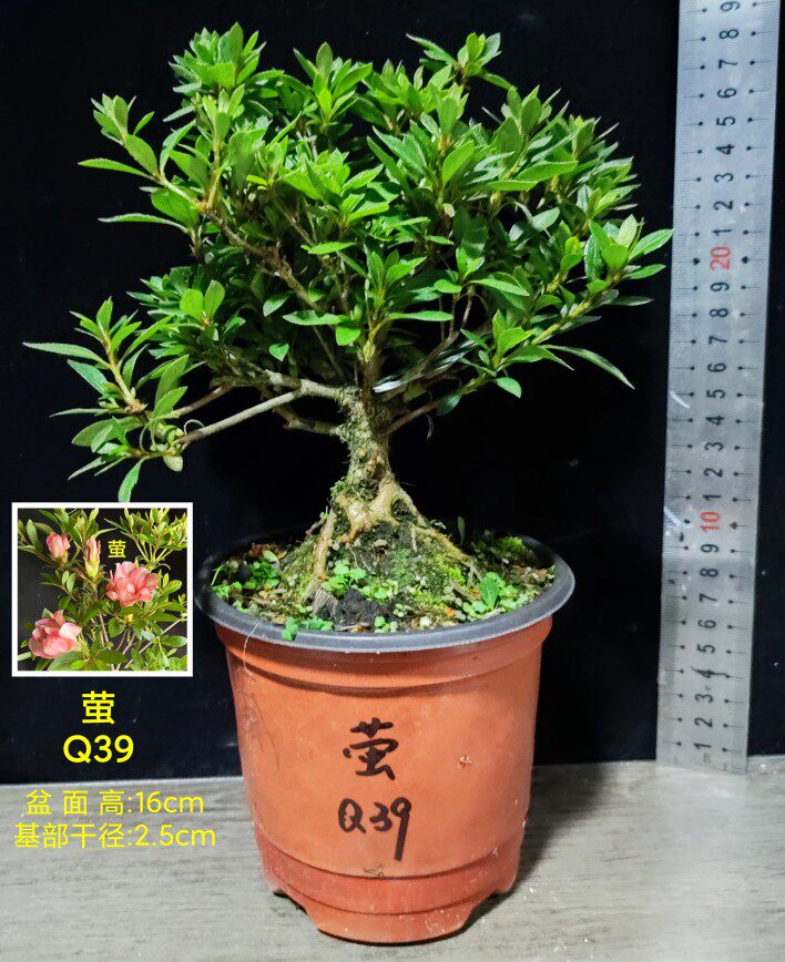 皋月杜鹃 东洋鹃 夏娟 唐系 东小町 萤 菊姬 铃之誉 Q大苗