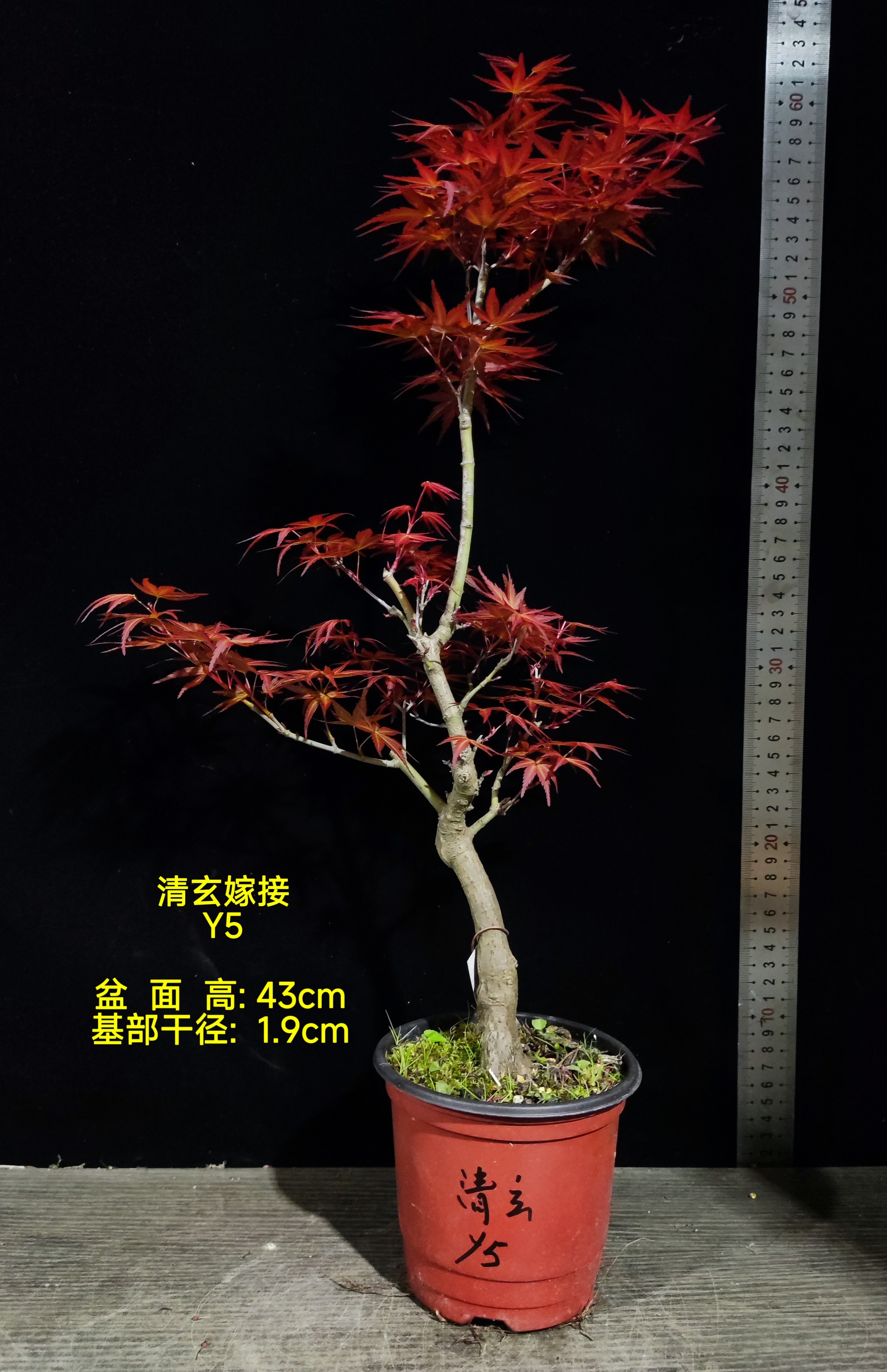 日本红枫新品种 嫁接 清玄 山城 绮田千染 鸡爪槭 盆景素材