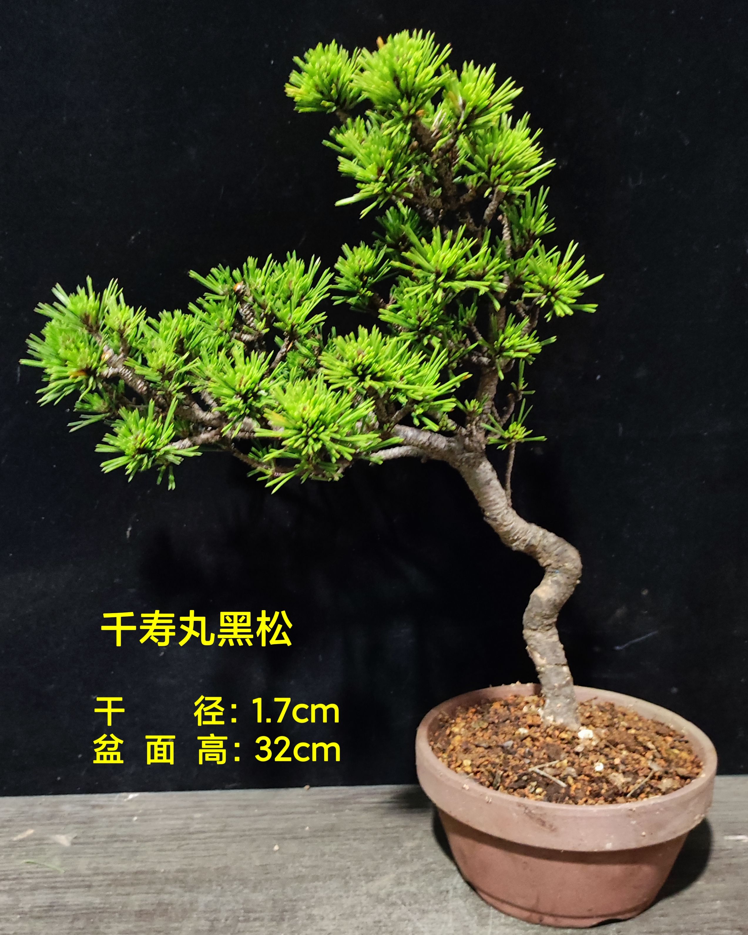 小品盆栽阳台趣味绿植千寿丸