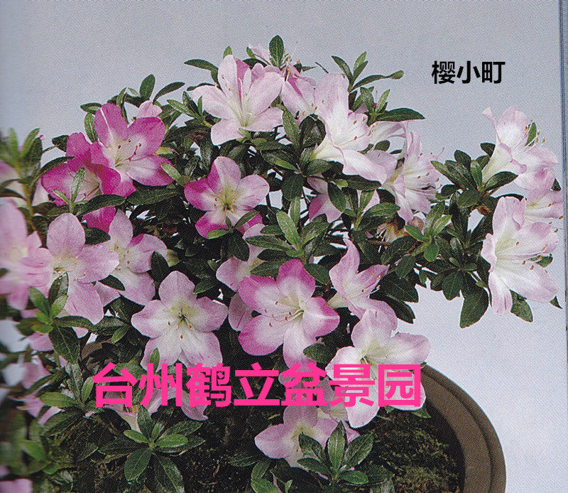 皋月杜鹃 日本杜鹃 夏鹃 东洋鹃 — 绊5、樱小町142小苗