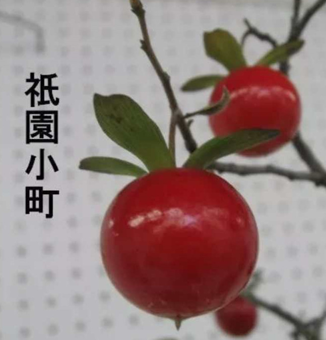 日本老鸦柿盆栽观果嫁接小苗北之辉 大王 祗园小町 红梦子 赤提灯