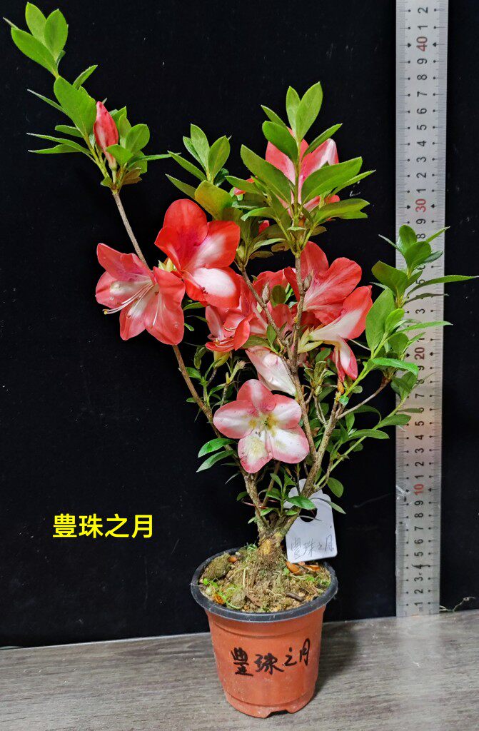 皋月杜鹃日本夏鹃东洋鹃浮世绘13煌25飞鸟美人153豊珠之月161小苗
