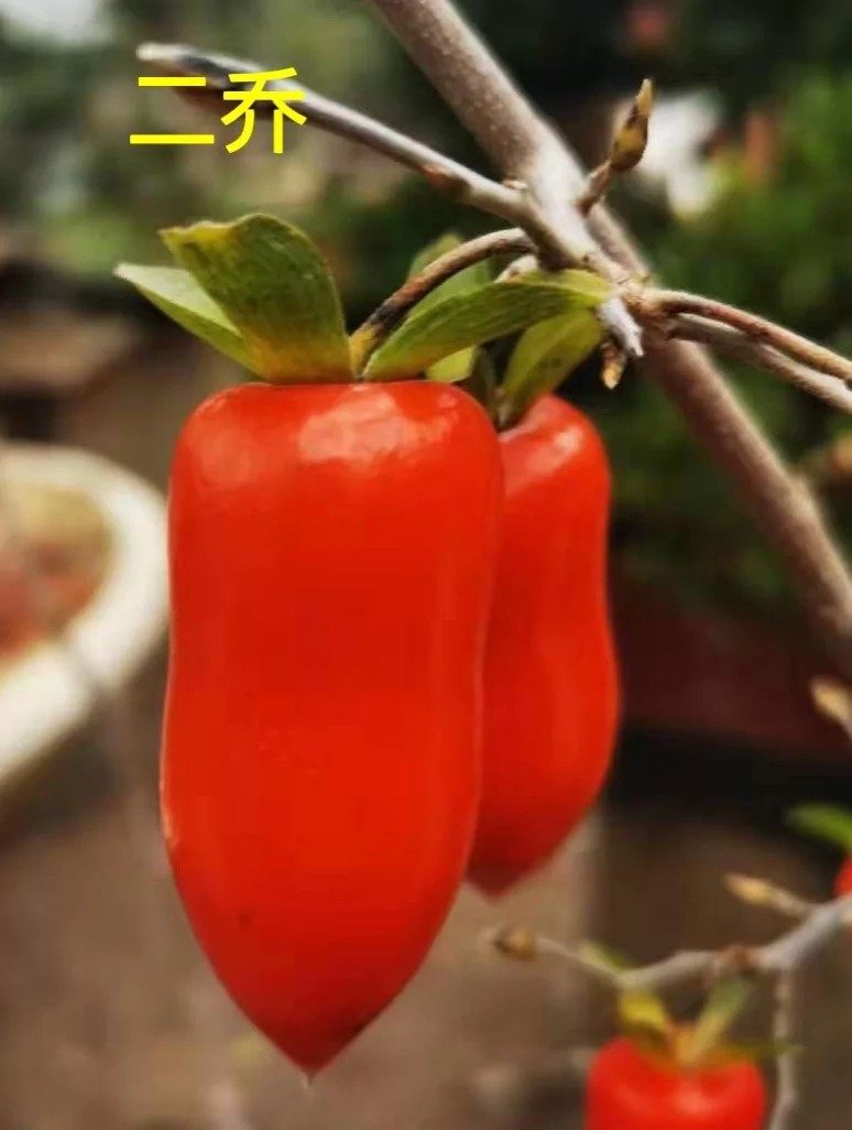 国内老鸦柿优良品种二乔 瑰宝 桂花果 嫁接苗