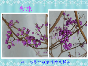 紫珠盆景盆栽日本进口紫珠小品盆景扦插小苗紫珠微型盆景素材观果